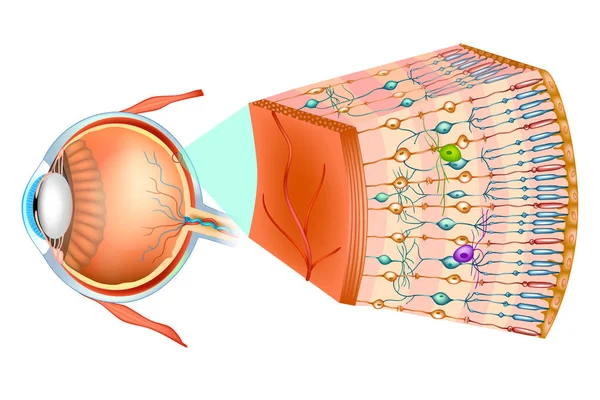 人間の目の網膜の組織構造 網膜の視神経の一部 — ストックベクタ
