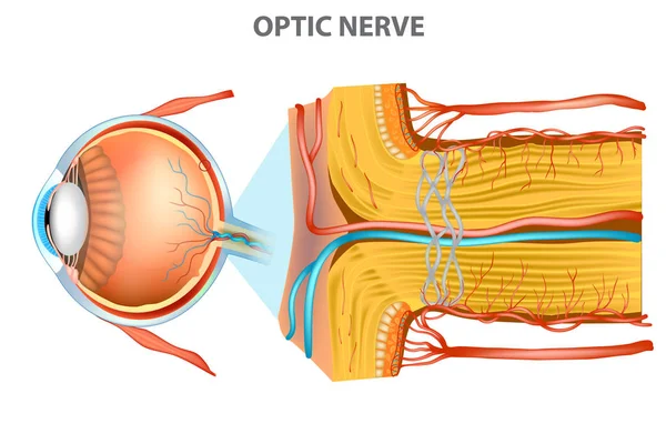 Optik Sinir Göz Anatomisi — Stok Vektör