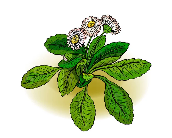 Bellis Perennis Margarita Inglesa Bruisewort Ocasionalmente Woundwort Stachys — Archivo Imágenes Vectoriales