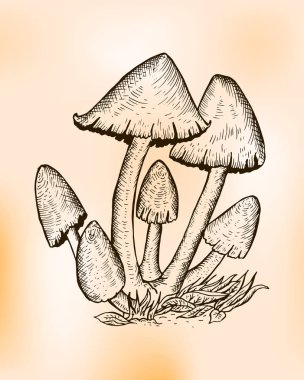 Posteki mantarı, shaggy mürekkep kap, avukatın peruk veya shaggy yele. Mantar Chlorophyllum molybdites