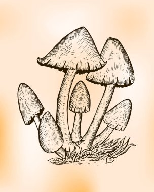 Coprinus comatus, the shaggy ink cap, lawyer's wig, or shaggy mane. Mushroom Chlorophyllum molybdites clipart