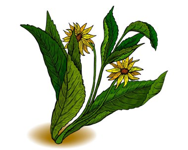 Sunroot, sunchoke, dünya elma veya topinambour olarak da bilinir elması (gündöndü tuberosus),