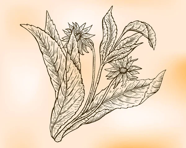 Artichaut Jérusalem Helianthus Tuberosus Aussi Appelé Racine Soleil Insolation Pomme — Image vectorielle