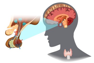 Structure of the hypothalamic-pituitary thyroid axis (HPT) clipart