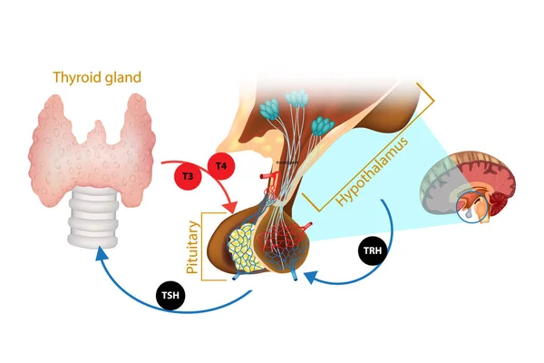 Podwzgórza Przysadki Hormonu Tarczycy System Hormonu Tarczycy — Wektor stockowy