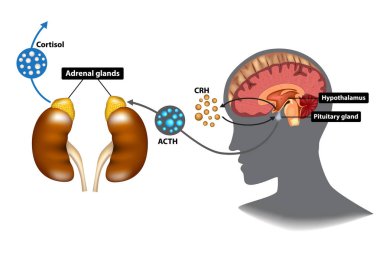 Hypothalamic-pituitary-adrenal (HPA) axis - the stress response system clipart