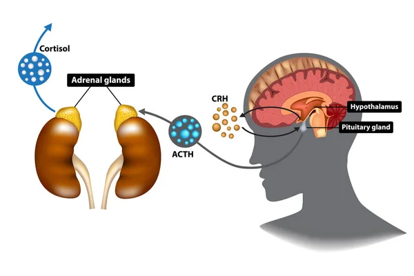 Hipotalamus-hipofiz-adrenal (Hpa) eksen - stres yanıt sistemi