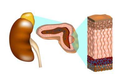 Human kidneys  with a cross section of the adrenal gland. The adrenal glands (also known as suprarenal glands). Internal structure of the adrenal gland showing the cortical layers and medulla clipart