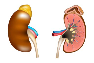 Böbrek ve böbrek üstü bezinin yapısını. İnsan böbrek tıbbi diyagram bir kesit iç organ ile