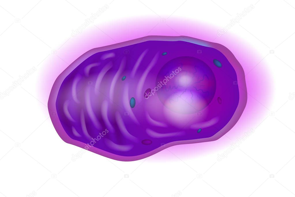 Plasma cells, also called plasma B cells, plasmocytes, plasmacytes, or effector B cells, are white blood cells.