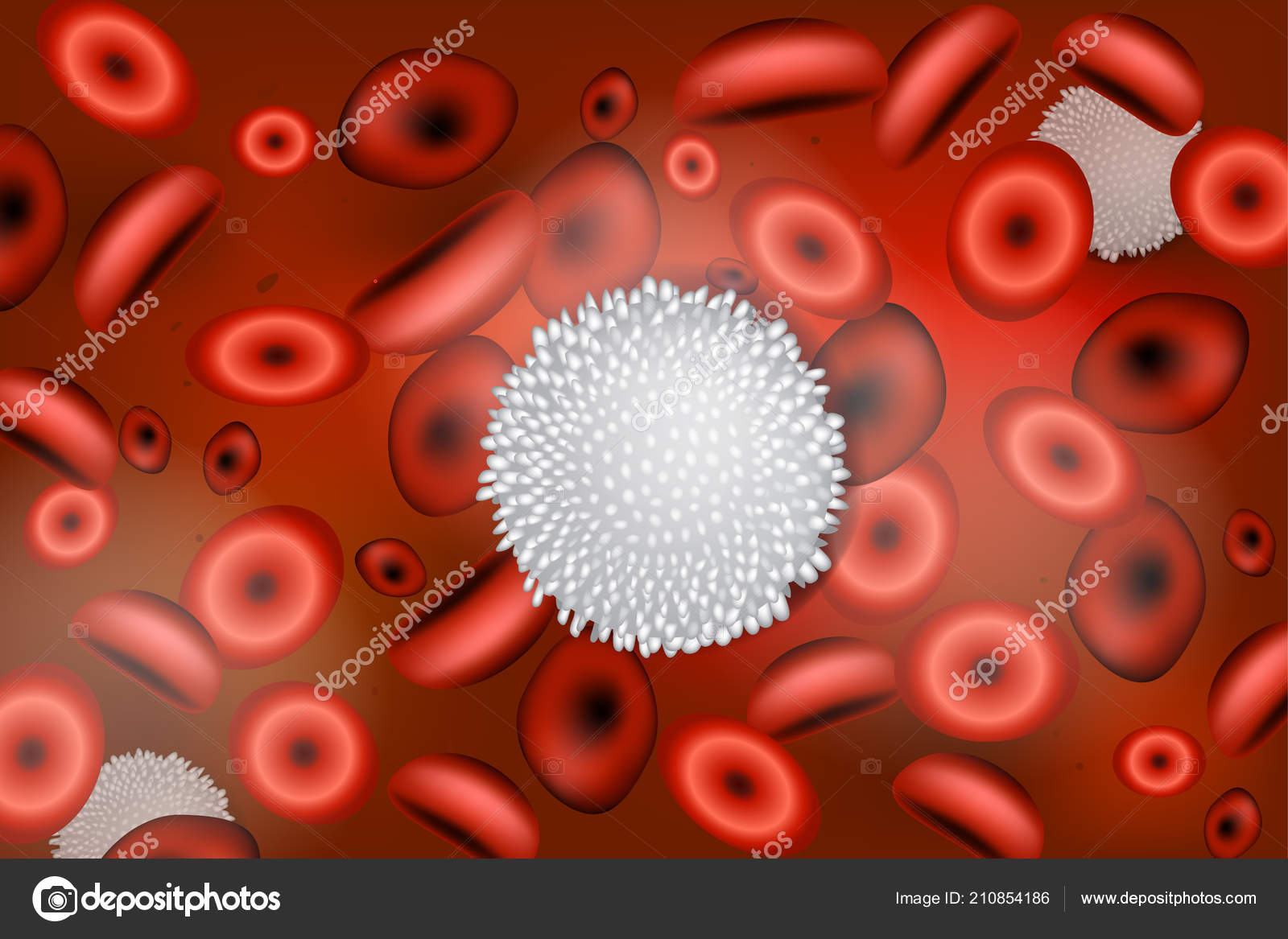 Hvite Blodceller Også Kalt Leukocytter Eller Leukocytter Forkortet Til  Hvite stockvektor © Sakurra #210854186, image size:1600x1167