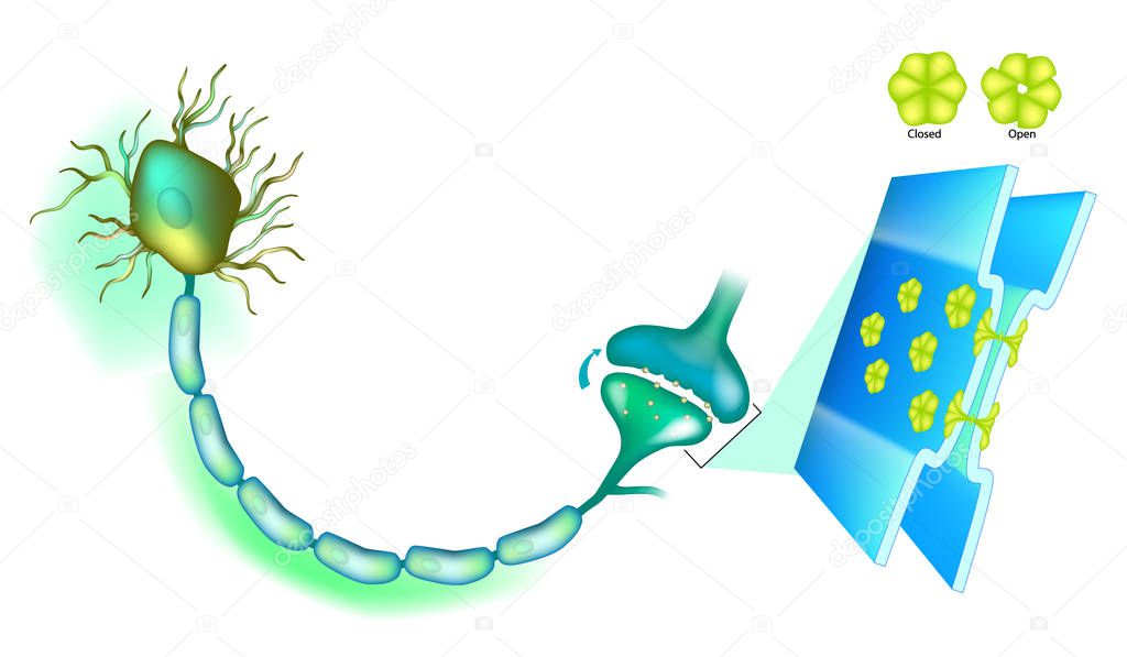 Electrical synapse. Synaptic transmission. Structure of a typical chemical synapse. Neurotransmitter release mechanisms