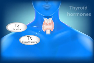 İnsan tiroid bezi anatomisi. Tiroid hormonları, triiyodotironin (T3) ve tiroksin (T4).  