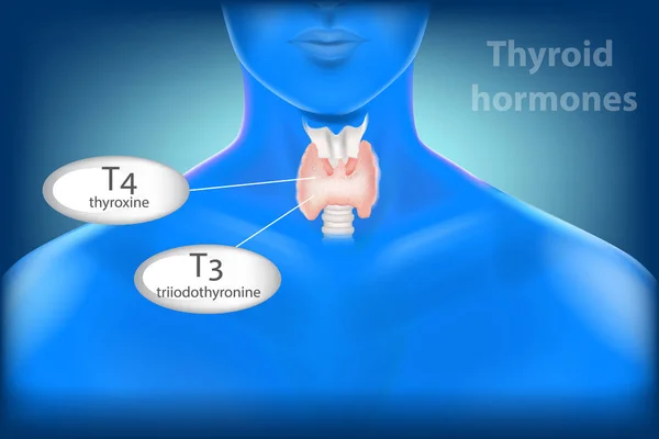 Анатомія Людини Щитовидної Залози Гормони Щитовидної Залози Трийодтироніну Тироксин — стоковий вектор