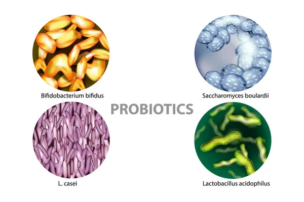 ประเภทของโปรไบโอต กแบคท Casei Saccharomyces Boulardii Bifidobacterium Bifidas Lactobacillus Acidophilus — ภาพเวกเตอร์สต็อก