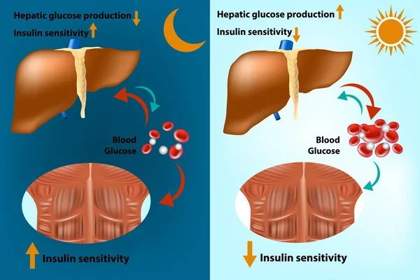 Skelet Kas Karaciğer Metabolizması Sistemleri Glikoz Homeostazı Düzenlenmesi Için Nsülin — Stok Vektör