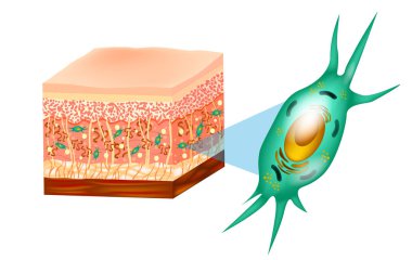 Fibroblast ve insan cilt yapısı (kas, yağ hücre, hyaluronik asit, Elastin, kollajen, Fibroblast). 
