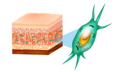 Fibroblast and Human skin structure (Muscles, Fat cell, Hyaluronic acid, Elastin, Collagen, Fibroblast).  clipart