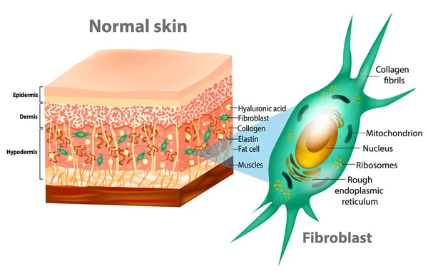 Fibroblast ve insan cilt yapısı (kas, yağ hücre, hyaluronik asit, Elastin, kollajen, Fibroblast). 