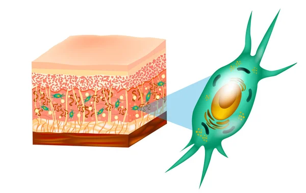 Fibroblast Och Mänsklig Hud Struktur Muskler Fett Cell Hyaluronsyra Elastin — Stock vektor