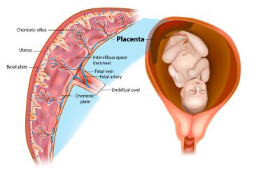 Placental structure and circulation.  clipart