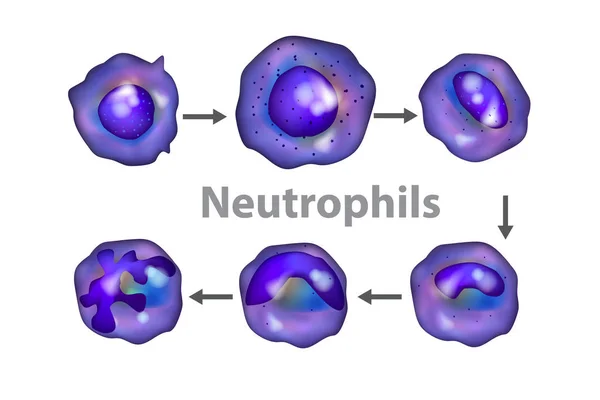 Neutrofilos Neutrocitos Desarrollo Neutrófilos — Vector de stock