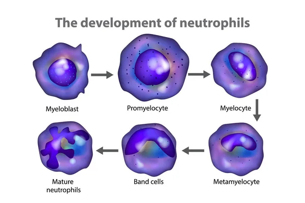 Ουδετερόφιλα Neutrocytes Ανάπτυξη Των Ουδετερόφιλων — Διανυσματικό Αρχείο