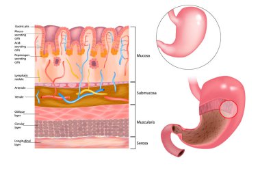 Diagram of the alkaline mucous layer in the stomach.  Diagram of the histological cross-section of the stomach Layers of the Stomach. clipart