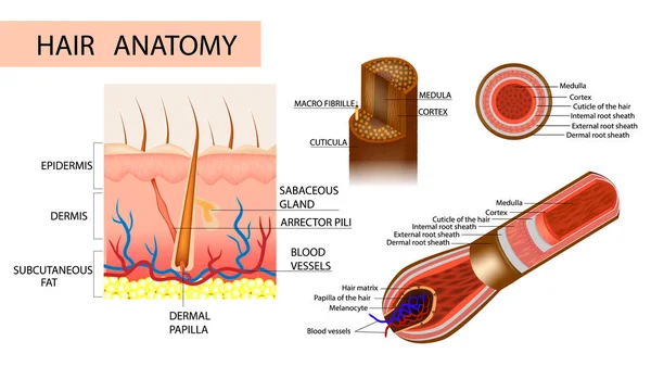 Saçın Yapısı Saç Soğanı Saç Folikülü Anatomik Illustration Detaylı Tıbbi — Stok Vektör