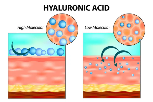 Acide Hyaluronique Dans Peau Moléculaire Faible Moléculaire Élevée — Image vectorielle