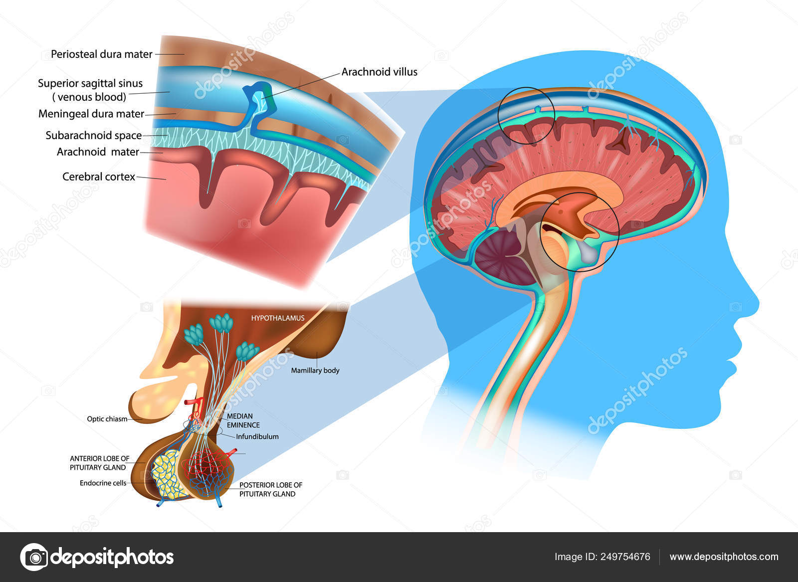 Anatomie Cerveau Méninges Hypothalamus Hypophyse Antérieure Diagramme Section Supérieure Cerveau