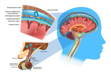 Beyin Anatomisi: meninkslerde, hipotalamus ve Anterior hipofiz. Beyin zarları ve subaraknoid alanı gösteren üst bölümünü diyagramı