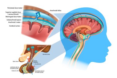 Anatomy of the Brain: Meninges, Hypothalamus and Anterior Pituitary.  Diagram of section of top of brain showing the meninges and subarachnoid space clipart