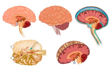 insan beyni farklı görünümlerden detaylı anatomisi. 