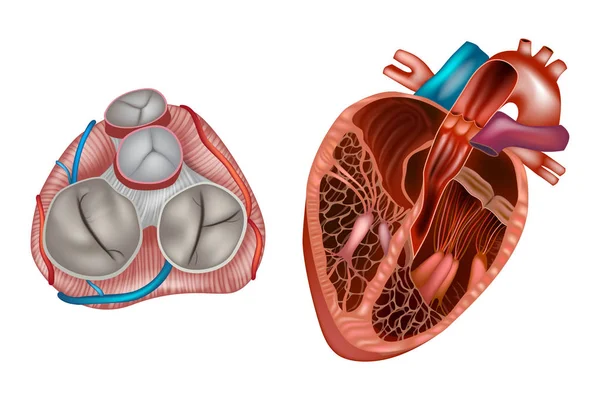 Heart valves anatomy. Mitral valve, pulmonary valve, aortic valve and the tricuspid valve.