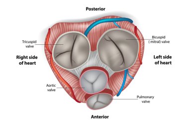 Kalp valflerinin yapısı. Mitral Vana, pulmoner Vana, aort vanası ve triküspid Vana.