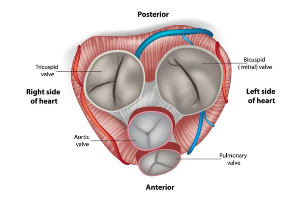 Struktur Der Herzklappen Mitralklappe Pulmonalklappe Aortenklappe Und Trikuspidalklappe — Stockvektor