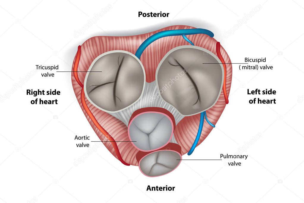 Structure of the heart valves. Mitral valve, pulmonary valve, aortic valve and the tricuspid valve.