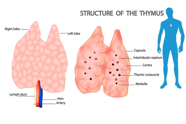 Der Thymus Ist Ein Spezialisiertes Primäres Lymphatisches Organ Des Immunsystems — Stockvektor