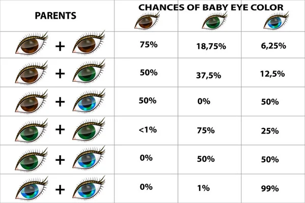Genetics Eye Color Eye Color Chart Paternity Test — Stock Vector
