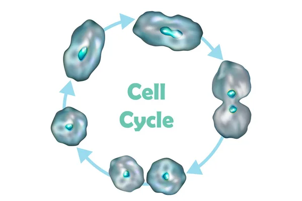 Ciclo Celular Divisão Celular Quiescência Crescimento Replicação Dna Mitose Citocinese — Vetor de Stock