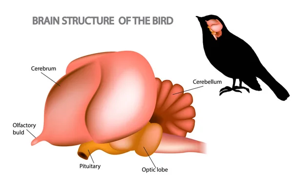 Cerebro Los Pájaros Anatomía Aves — Archivo Imágenes Vectoriales
