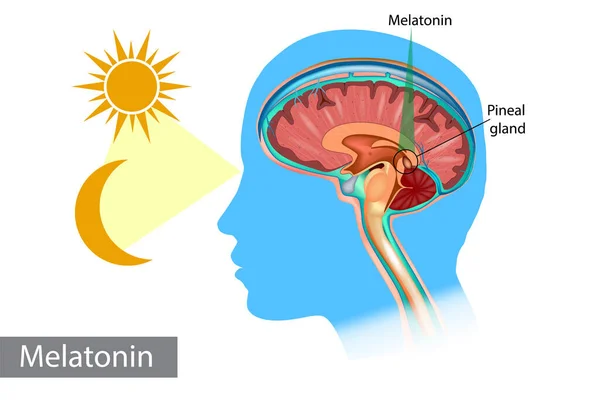 Hormônio da melatonina. Secção transversal anatómica da glândula pineal . —  Vetores de Stock