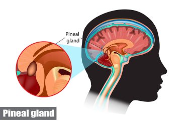 Diagram of pituitary and pineal glands in the human brain clipart