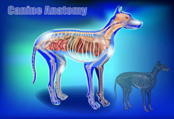 Anatomía canina. Carta Veterinaria 3D. Los perros Body Systems Órganos Internos — Archivo Imágenes Vectoriales