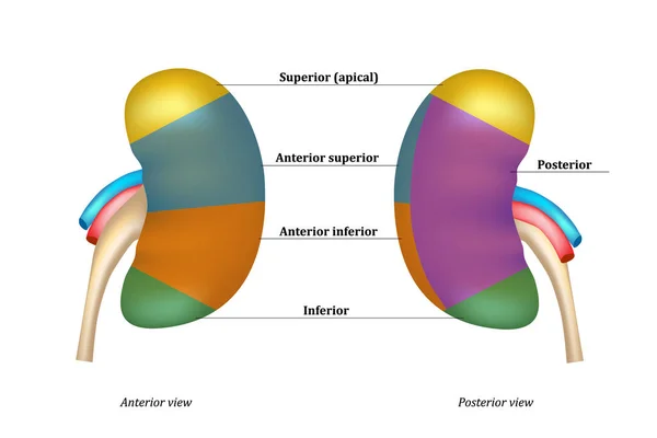 Сегментарные артерии почечных артерий — стоковый вектор