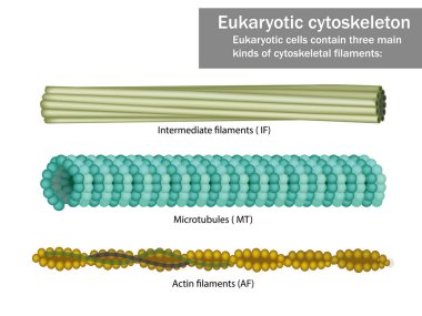 Three Eukaryotic cells cytoskeletal filaments clipart