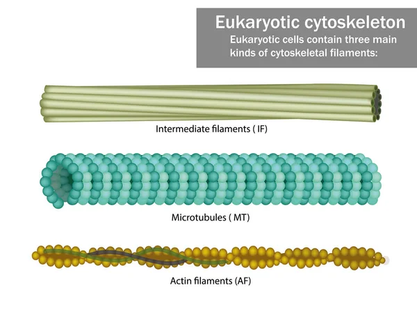 Three Eukaryotic cells cytoskeletal filaments — Stock Vector