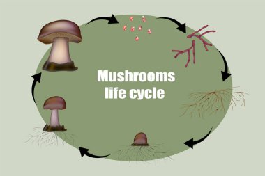 Diagram mushroom anatomy life cycle stages clipart