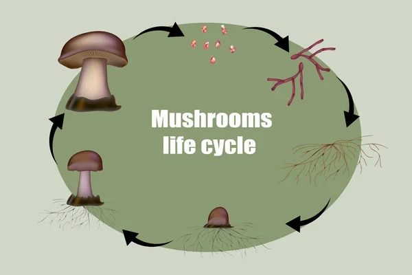 Schema paddenstoel anatomie levenscyclus stadia — Stockvector